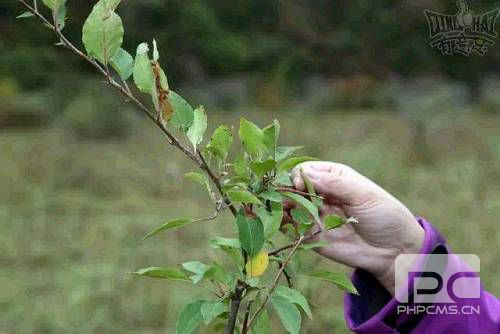 班玛藏雪茶产于青海省果洛藏族自治州班玛县玛柯河河谷地区，生长在海拔3200米至3600米之间，属黑茶，因茶多酚含量较高，能降“三高”(高血压、高血糖、高血脂)，具有抗癌、防治心血管疾病、提高综合免疫力的作用。不同于其它地区所产小叶种全发酵砖茶，班玛藏茶不经发酵程序，直接由当地天然温泉藏茶植物中的花叶海棠和变叶海棠嫩叶加工制成，成茶汤色透红，入口先苦后甜。