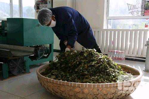 藏茶的加工过程主要是先把新鲜的茶叶用揉捻机揉成条状后再经过发酵、烘干、消毒、包装等程序，就可以进入市场销售了。