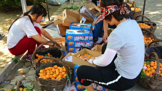 北京市特产果品北寨红杏进入采摘期