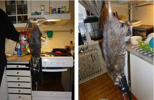 家中惊现1米长巨鼠 连猫都吓懵了