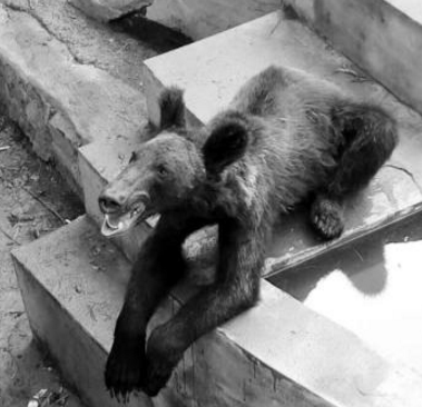 河南新乡动物园棕熊瘦成“狗”？ 回应：饮食正常