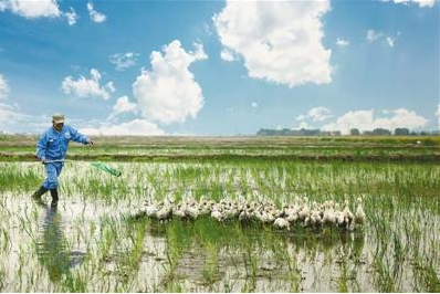 千亩不毛之地种出好稻米 台湾男子改良盐碱滩