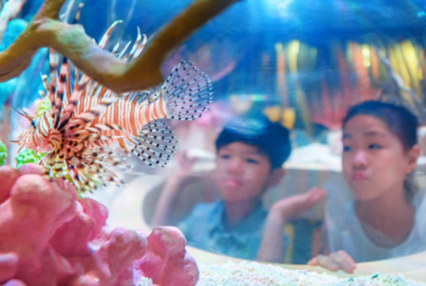 上海长风海洋世界Living Art艺术水族馆科普体验中心揭幕