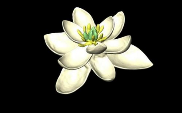 计算机模拟世界上第一朵花的模样 像白莲花和白百合结合体
