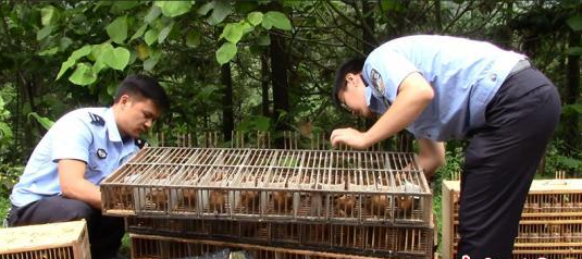 野生鸟