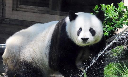 大熊猫“巴斯”辞世 曾赴美国演出掀起中国旋风