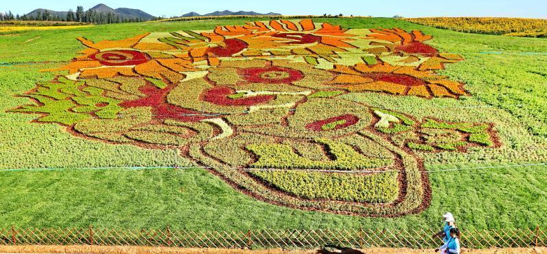 占地40亩的梵高名画《向日葵》亮相秦皇岛