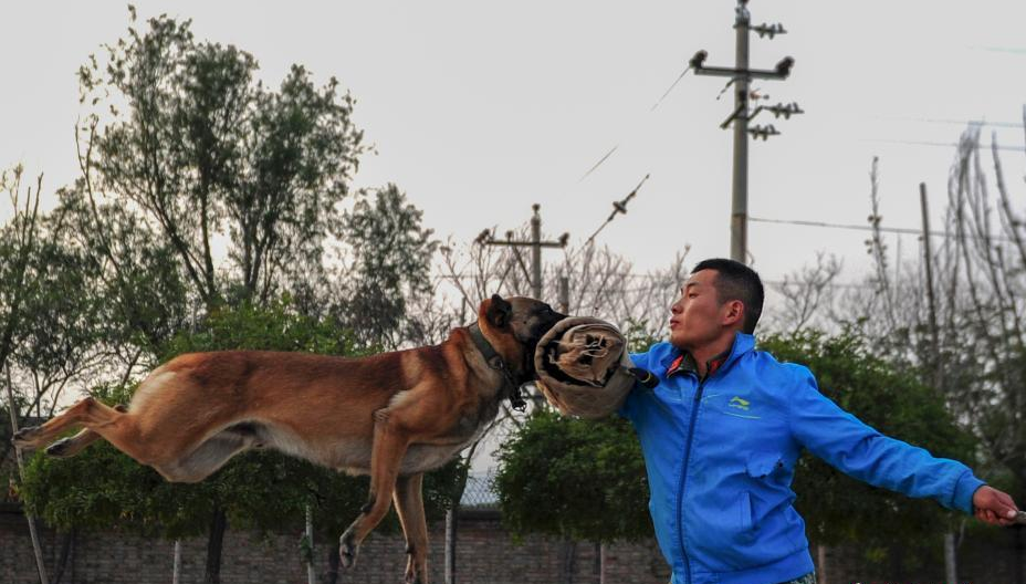 山西武警警犬训练营 看警犬是怎样练成的