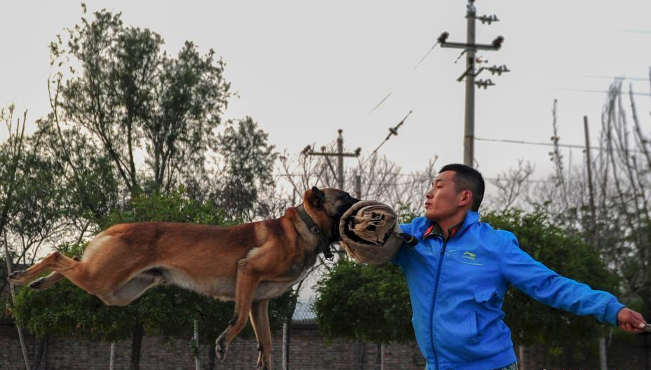 警犬