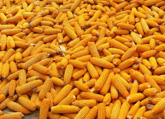 解决大豆产能不足 他们选择“从玉米下手”