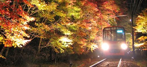 秋之风景：列车穿越京都“红叶隧道” 诗意唯美