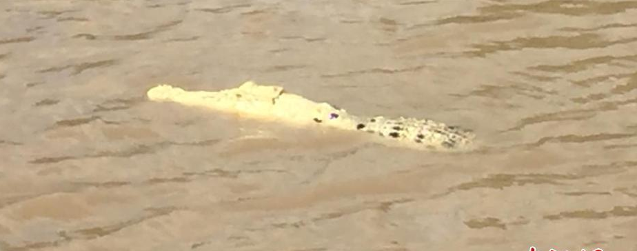 澳大利亚发现白色鳄鱼 如水面“白色魅影