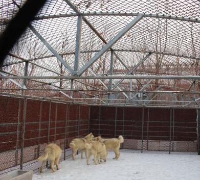 北极狼宝宝“落户”哈尔滨 预计12月与游客见面