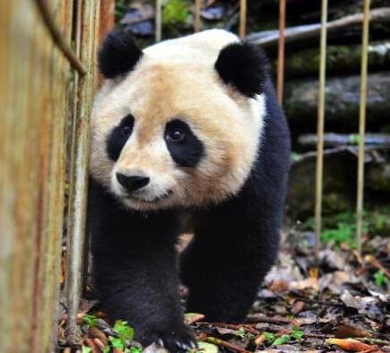 野化大熊猫“八喜”“映雪”完成体检 今放归大自然