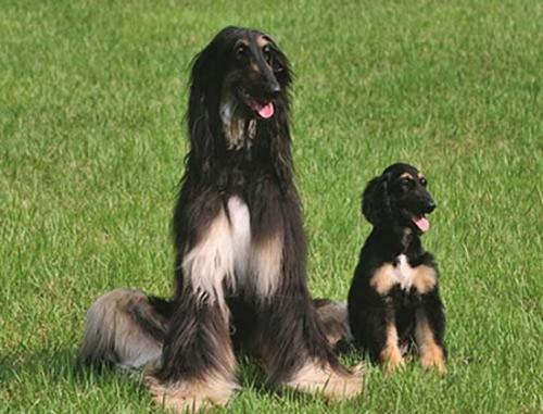 研究披露：全球首只克隆犬被再克隆 有三只“后代”