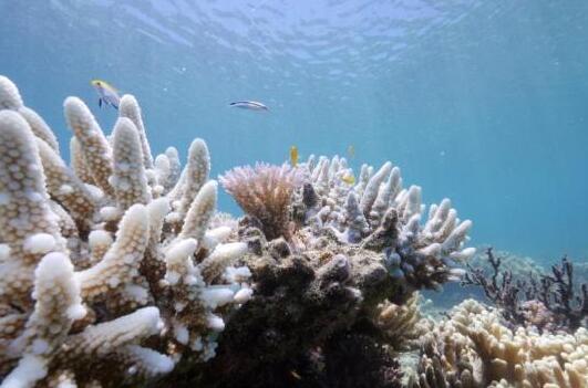 保护大堡礁 澳大利亚尝试大规模人工播种珊瑚