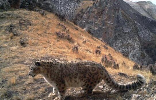 新疆民间雪豹保护组织调查称：人兽冲突威胁雪豹生存