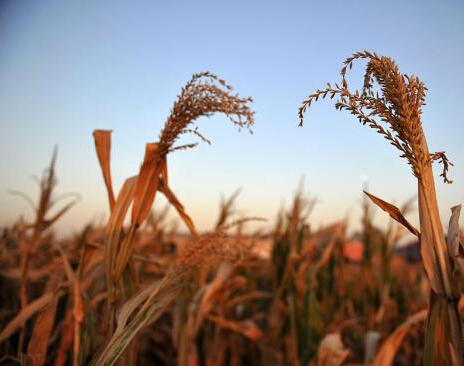 2017年中国粮食再丰收 系历史上第二高产年