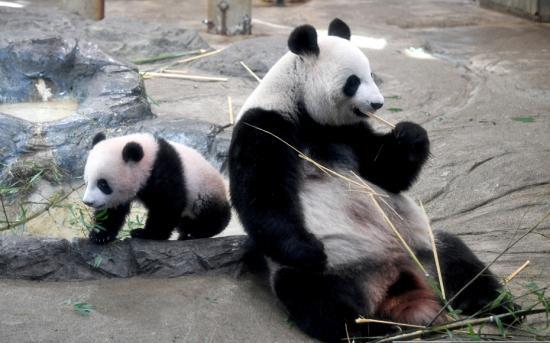 大熊猫香香延长“工时” 游人无需抽签先到先看