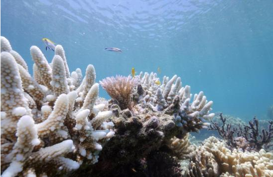 为救大堡礁 澳大利亚志愿者潜水毒杀棘冠海星