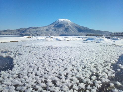 北海道湖面盛开大片“霜花” 似羽毛轻盈洁白