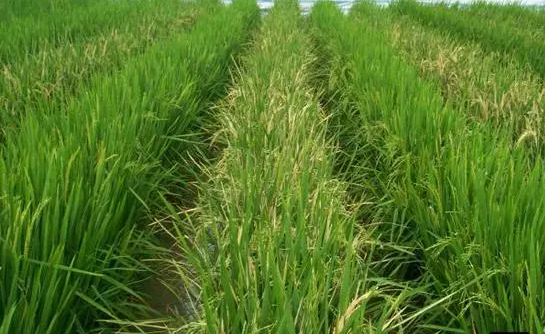 中国转基因大米获美食用许可 国内产业化种植成难题