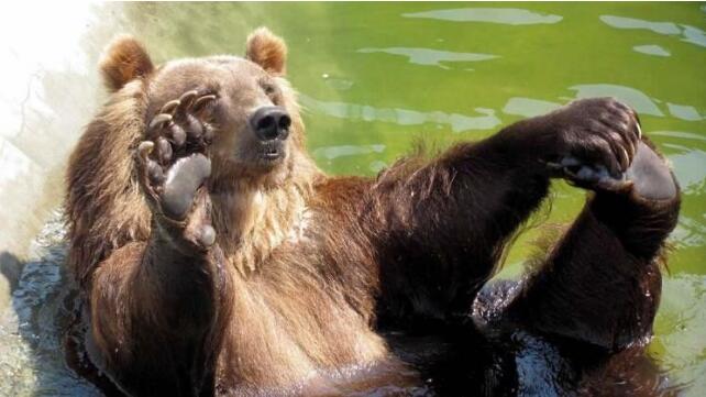 熊出没！美棕熊“私闯民宅”边泡澡边喝酒消暑