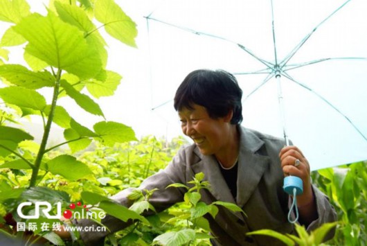 【脱贫攻坚在行动】甘肃康乐：“引进来走出去” 精准扶贫另辟蹊径