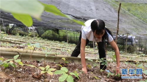 村民桑那家种植了5亩重楼。新华网 普凡 摄