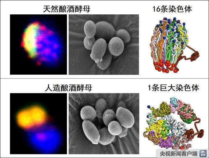 中国科学家成功创建世界首例人工单染色体真核细胞