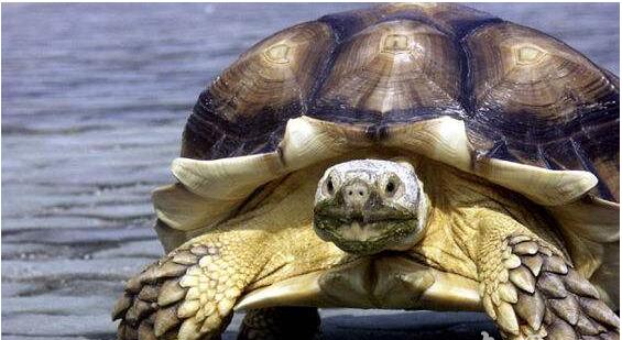 中国始喙龟：保留着牙齿 正发育出角质喙