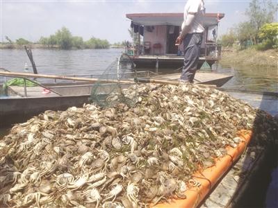 大量污水涌入洪泽湖 湖中万余亩鱼蟹几乎死光