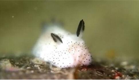 一种有兔子耳朵的海蛞蝓 海兔蠢萌引网友热捧
