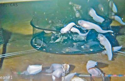 科考队获得的索深鼬鳚属鱼样品。中科院深海所供图