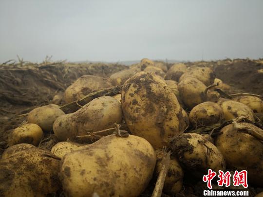 甘肃定西十年连办马铃薯大会：小土豆“蝶变”大产业