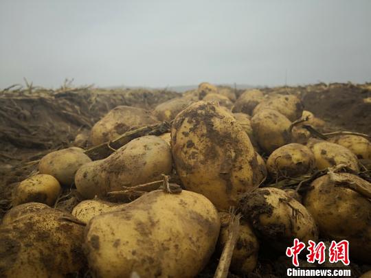 图为在定西市安定区农户田地里挖出来的马铃薯。　魏建军 摄