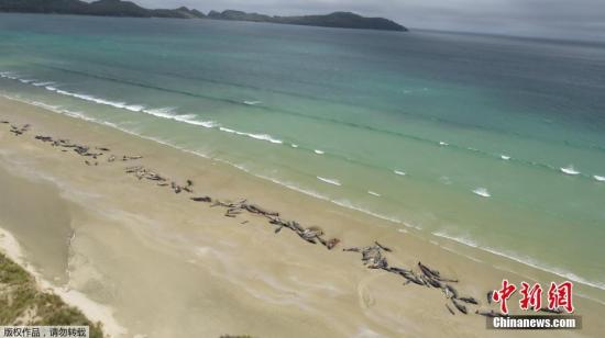 资料图：当地时间2018年11月25日，新西兰斯图尔特岛，据外媒报道，新西兰当局称，有多达145条鲸鱼在该国南部斯图尔特岛搁浅死亡。据报道，一名登山者于24日发现了这群搁浅鲸鱼，当时它们中大约半数已经死亡。考虑到其他鲸鱼的情况，加之鲸鱼搁浅的地点偏远，人员物力难以进入，当局决定对余下存活的鲸鱼实施安乐死。