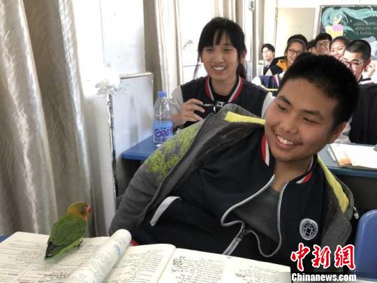 “格致红嘴小鹦哥”跳到学生的课桌上。 学校供图 摄 “格致红嘴小鹦哥”跳到学生的课桌上。 学校供图 摄
