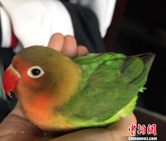 “格致红嘴小鹦哥”停在学生手中。 学校供图 摄 “格致红嘴小鹦哥”停在学生手中。 学校供图 摄