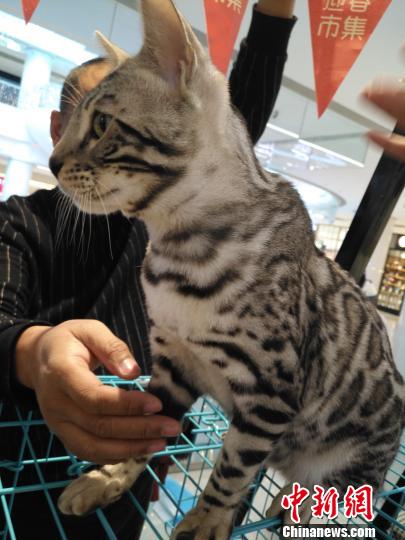 价值百万元的云豹猫。 赵桂华 摄 价值百万元的云豹猫。 赵桂华 摄