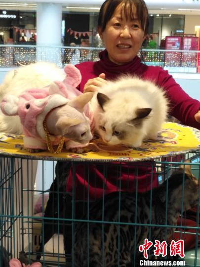 瞧,这对猫在说悄悄话呢! 赵桂华 摄 瞧,这对猫在说悄悄话呢! 赵桂华 摄