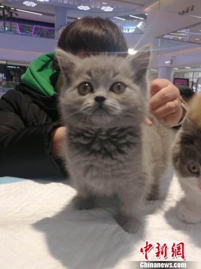 爱丽丝梦游仙境中的柴郡猫。 赵桂华 摄 爱丽丝梦游仙境中的柴郡猫。 赵桂华 摄