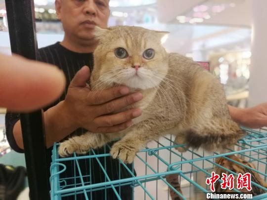 猫中的土豪金英短金渐层猫。 赵桂华 摄 猫中的土豪金英短金渐层猫。 赵桂华 摄