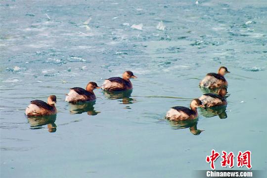 小鸊鷉在杜鹃河里游弋觅食。 杨厚伟 摄 小鸊鷉在杜鹃河里游弋觅食。 杨厚伟 摄