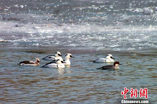 白色秋沙鸭自由自在地在杜鹃河上游弋嬉戏。　杨厚伟 摄