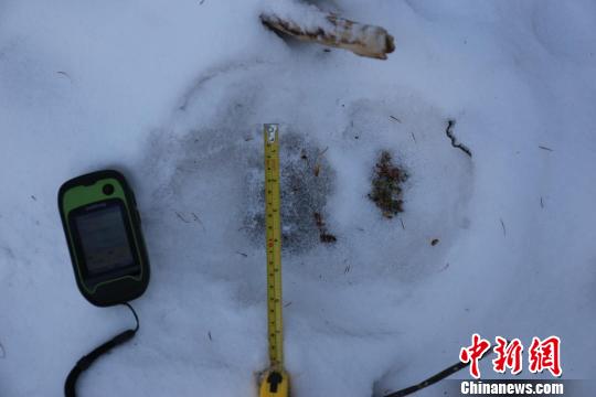 伊春市带岭林区出现东北虎踪迹 朱世兵 摄 伊春市带岭林区出现东北虎踪迹 朱世兵 摄
