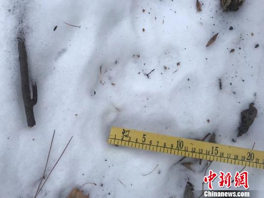 伊春市南岔林业局施业区内出现东北虎足迹 崔岩 摄 伊春市南岔林业局施业区内出现东北虎足迹 崔岩 摄