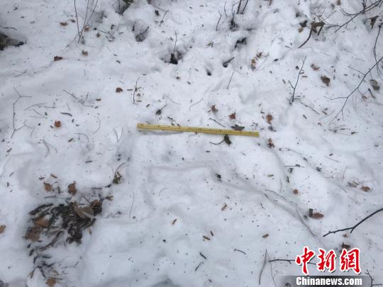 伊春市南岔林业局施业区内出现东北虎卧雪痕迹 崔岩 摄
