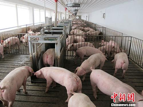 宁夏永宁县发生非洲猪瘟疫情 发病26头、死亡13头